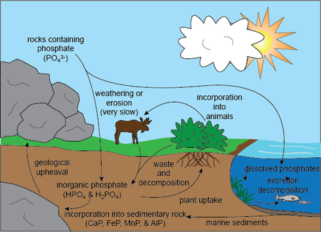 The Cycle The Phosphorus Cycle
